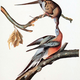 Image for article titled There's A Right Way To Exterminate A Species